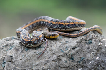 Snake on a rock