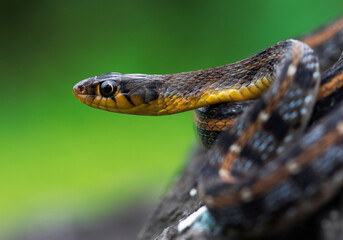 close up of a snake