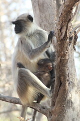 Obraz premium Hanuman Langur in the tree