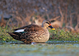duck on the water