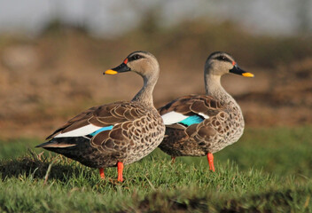 duck and ducklings