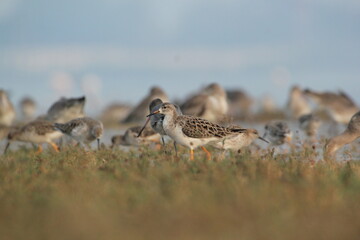 wild bird on the shore