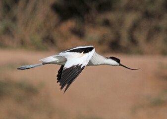 Pied Avocet in the water
