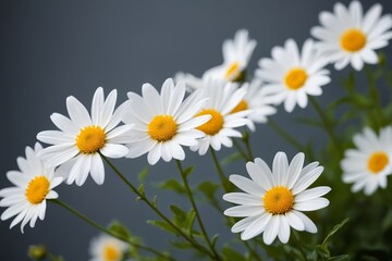 there are many white flowers with yellow centers in a vase