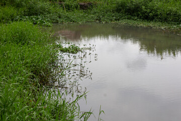 Obraz premium Green Tall Grass Growing Lush Around the Lake