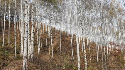 Inje birch forest