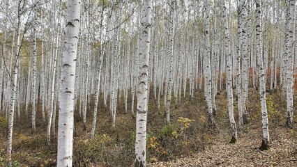 Inje birch forest