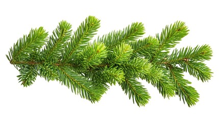 Green Pine Branch Isolated on White Background
