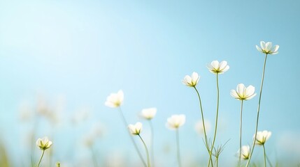 Fototapeta premium Delicate white flowers bloom under a clear blue sky in a tranquil meadow during a sunny morning