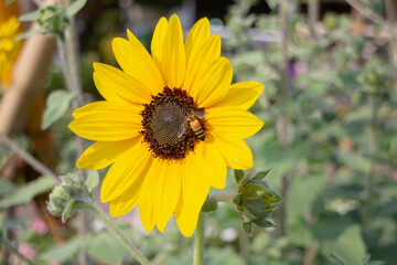 Thai agricultural produce to be exhibited at the fair