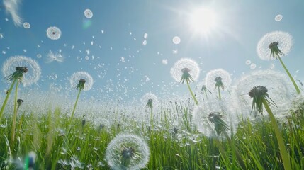sea ​​dandelion dandelion