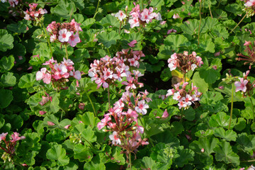 Thai agricultural produce to be exhibited at the fair