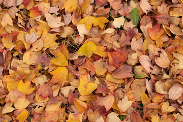 Autumn foliage fallen leaves