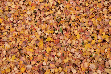 Autumn foliage fallen leaves