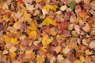 Autumn foliage fallen leaves