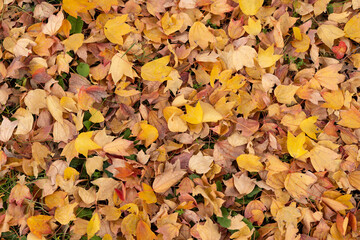 Autumn foliage fallen leaves