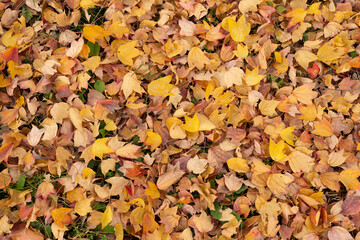Autumn foliage fallen leaves