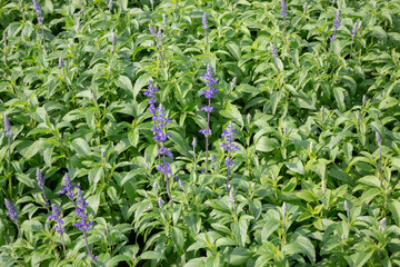 Obraz premium Thai agricultural produce to be exhibited at the fair