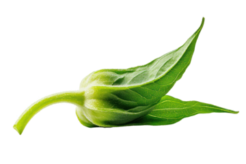 Unfolding Nature: A vibrant green flower bud, poised on the cusp of bloom, nestled amongst its protective leaves.  A close-up study of botanical beauty.