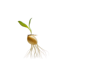 Seedling Growth: A delicate sprout emerges from a seed, showcasing the resilience and beauty of new life, with roots reaching down and leaves reaching up, symbolizing growth, potential, and hope.  