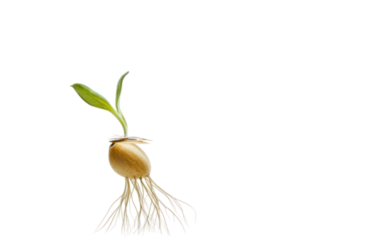 Seedling Growth: A delicate sprout emerges from a seed, showcasing the resilience and beauty of new life, with roots reaching down and leaves reaching up, symbolizing growth, potential, and hope.  
