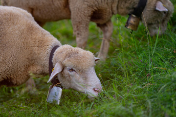 Sheep close up. The sheep in the meadows. Sheep pasture on an farm, close up. Sheep eating grass on a field. Sheeps grazing in an alpine meadow.