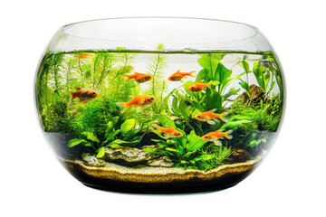 Serene Goldfish Bowl: A captivating underwater world thrives within a round glass bowl, showcasing vibrant goldfish swimming amidst lush aquatic plants. Tranquil beauty for home decor and relaxation.