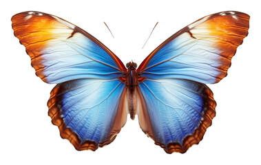 Obraz premium Colorful blue and orange butterfly with detailed wings on transparent background, nature and biodiversity concept
