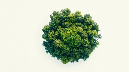 Obraz premium Aerial view of a lush, round cluster of green trees isolated on a white background.