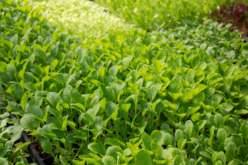 Thai agricultural produce to be exhibited at the fair