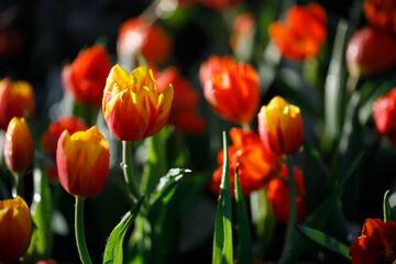 Obraz premium colorful tulips flowering in the garden.