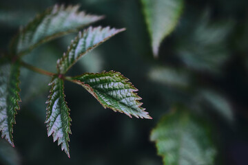 Close-up of serrated green leaves in focus