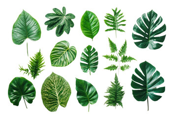 Tropical leaves flat lay, arranged aesthetically, isolated on transparent and white background.PNG image
