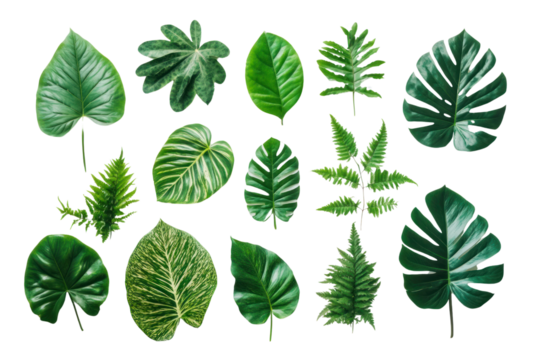Tropical leaves flat lay, arranged aesthetically, isolated on transparent and white background.PNG image
