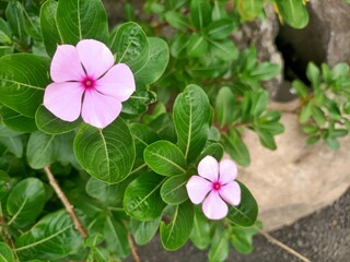 pink flowers in the garden