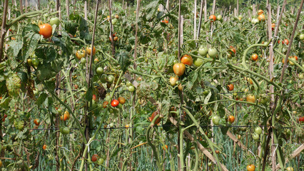 Tomato fruits ranging from light green to fully ripe red hang from plant stalks, against a...