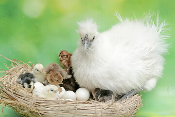 A mother hen is playing with her newly hatched babies while incubating her eggs. This animal has the scientific name Gallus gallus domesticus.
