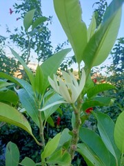 butterfly on a flower
