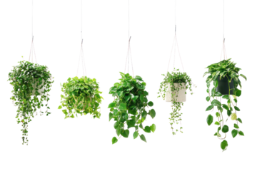 Hanging plants in pots, bringing life to balconies and small apartments  isolated on transparent and white background.PNG image	