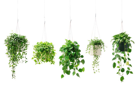 Fototapeta Hanging plants in pots, bringing life to balconies and small apartments  isolated on transparent and white background.PNG image 