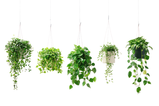 Hanging plants in pots, bringing life to balconies and small apartments  isolated on transparent and white background.PNG image	
