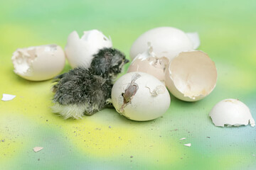Two newly hatched chicks are in the nest. This animal has the scientific name Gallus gallus...