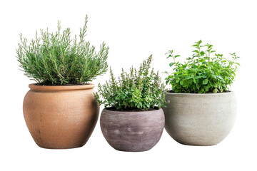 Large garden pots with outdoor plants, adding greenery to patios and terraces isolated on transparent and white background.PNG image	