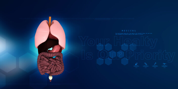 

3d illustration human digestive system