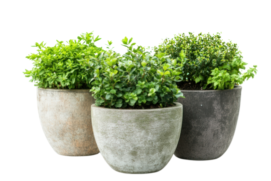Large garden pots with outdoor plants, adding greenery to patios and terraces isolated on transparent and white background.PNG image	