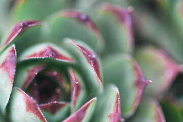 Close-up of vibrant succulent with red tips
