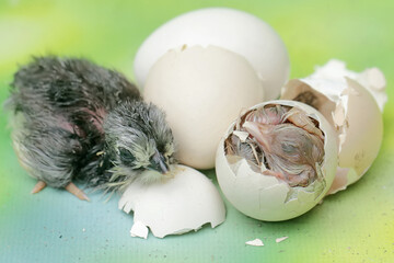 Two newly hatched chicks are in the nest. This animal has the scientific name Gallus gallus...