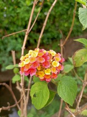 red and yellow flowers