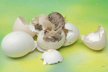 A chick is ready to lay an egg. This chicken with a large posture and body weight has the...