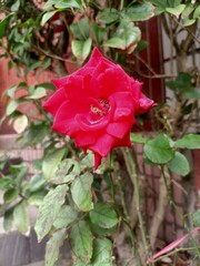 red rose in garden